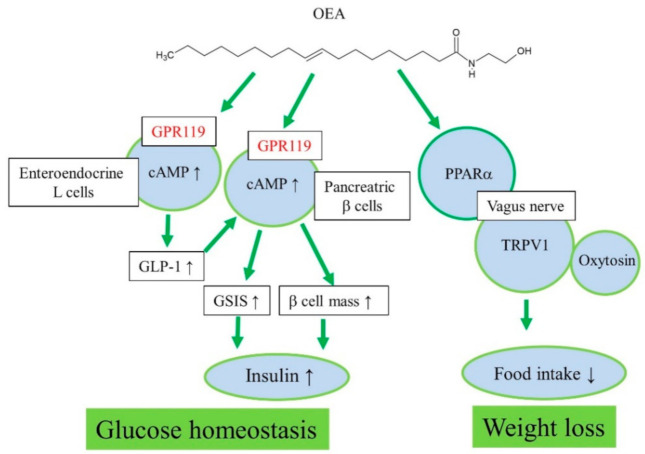 Proposed action mechanisms of OEA for regulation of glucose homeostasis and weight loss.