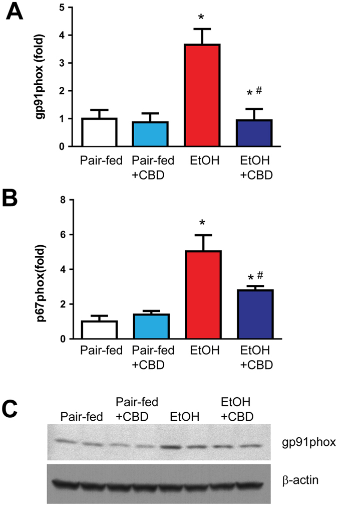Effects of cannabidiol on alcohol-induced NAD(P)H oxidase isoforms mRNA and protein expression in the liver. Levels of NAD(P)H oxidase isoform NOX2/gp91phox (A) and p67phox (B) mRNA were analyzed by real-time PCR. The results are expressed as fold increases relative to the pair-fed group. Values represent means ± SEM (n = 5–7). *P < 0.05 vs. Pair-fed group, # P < 0.05 vs. EtOH group determined by One-way ANOVA, followed by Tukey’s post-hoc test. (C) Western blot analyses of gp91phox with loading control β-actin. The full-length blots are included in the Supplemental information file.