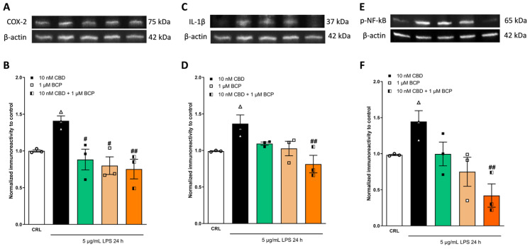 The anti-inflammatory effects of CBD and BCP alone or in combination (at a ratio of 1:100) on LPS-stimulated HaCaT cells, evaluated using WB. Illustrative blots were created using antibodies directed against COX-2 (A), IL-1β (C), p-NF-kB (E), or β-actin. The quantitative analysis of immunoreactive bands (B,D,F) showed that the increased levels of pro-inflammatory proteins induced by LPS were reverted by the combination ratio (1:100). # p < 0.05, ## p < 0.01 vs. LPS. (ANOVA + Tukey’s w-test). Δ represented LPS alone. ○ represented CRL alone.