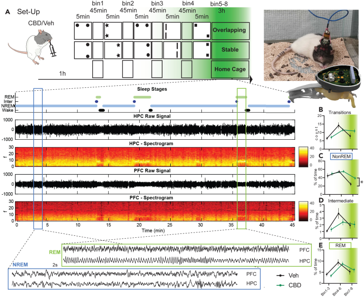 Electrophysiological experiments(A) Rats were implanted with a wire-drive (picture on the right). On study days they received CBD or Vehicle (Veh) orally and 1 h later started the OS training as in Figure 1 and spent the time between trials in the sleep recording box (4 × 45 min bin 1-4, 3 h after final trial bins 5–8). In addition to the conditions Overlapping and Stable, animals also spent one study day always in the Home Cage during the usual training periods (circadian, no-learning control). Below manually scored sleep stages as well as raw signal and spectrograms arising from the hippocampus (HPC) and prelimbic cortex (PFC) are shown for an example 45-min bin. Finally, for each NonREM (NREM) and REM state a 2 s example of raw LFP is presented.(B–E) Next separated for Bin 1-3, 4–6 and 7–8 the count of state-transition (B) as well as percent time spend in NonREM (C), Intermediate (D) and REM (E). Only NonREM showed a significant effect with more sleep in the final bins in rats treated with CBD (Transitions: time F2,43 = 17.2 p < 0.0001, treat F1,22 = 0.04 p = 0.8, interaction F2,43 = 3.7 p = 0.03; NonREM: time F2,43 = 17.3 p < 0.0001, treat F1,22 = 2.2 p = 0.15, interaction F2,43 = 1.5 p = 0.23; Intermediate time F2,43 = 12.5 p < 0.0001, treat F1,22 = 0.3 p = 0.6, interaction F2,43 = 2.6 p = 0.08; REM time F2,43 = 30.0 p < 0.0001, treat F1,22 = 0.04 p = 0.9, interaction F2,43 = 0.5 p = 0.6; effect size NonREM final bin 1.01). For (A–E) green shading implies expected effective CBD levels. Orthogonal comparisons ∗p < 0.05 n = 4.