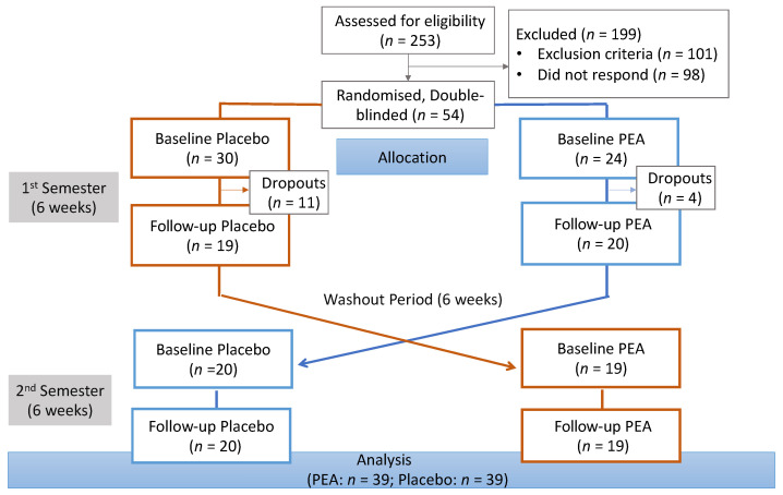 Overview of the recruitment process and random allocation of participants to the PEA and placebo groups.