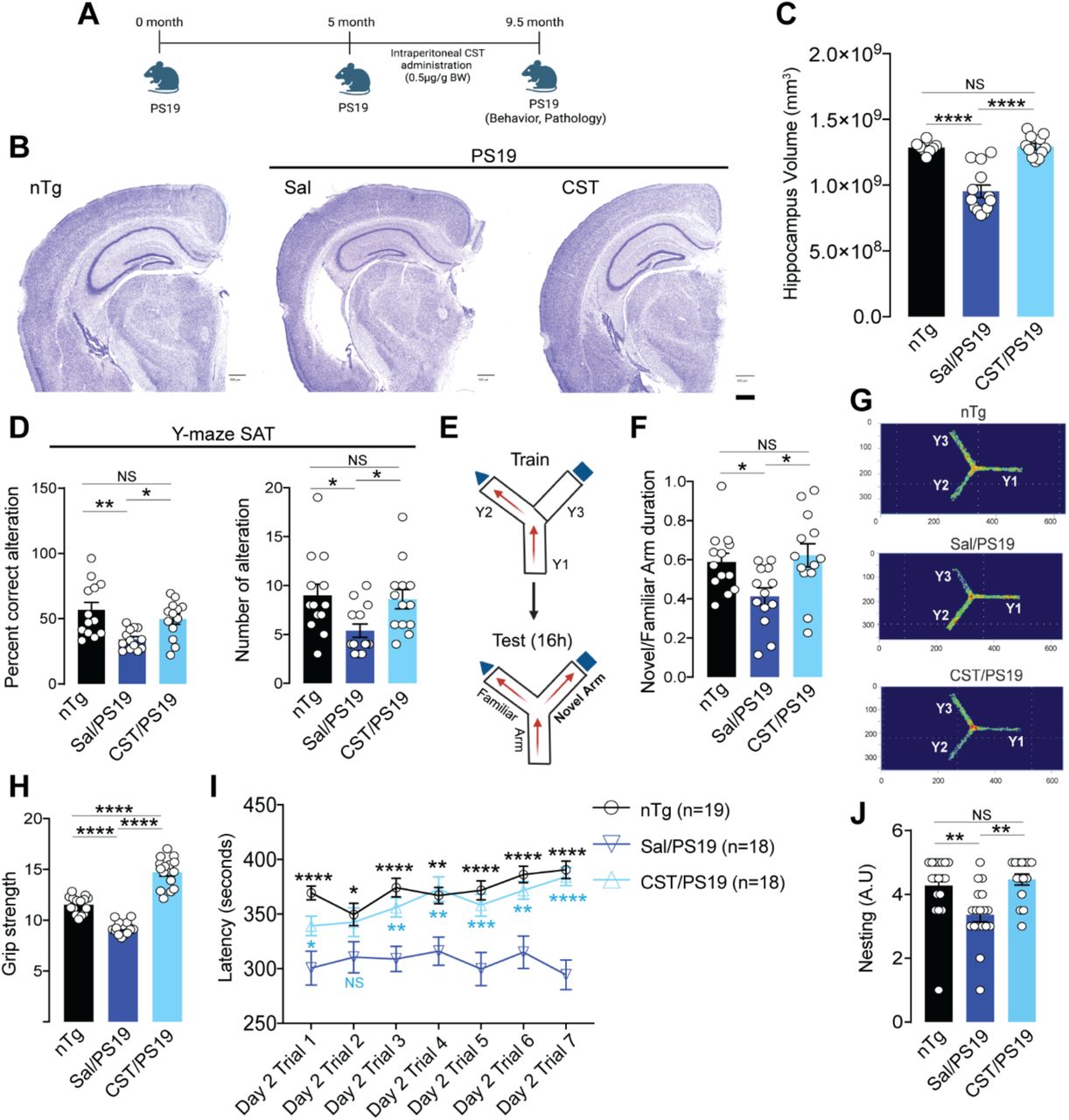 CST treatment rescues hippocampal atrophy and improves cognitive, motor, and innate behaviors in PS19 mice.(A) Experimental design showing intraperitoneal CST administration (0.5 µg/g BW) to PS19 mice from 5 to 9.5 months of age, followed by behavioral and pathological assessments. (B&C) CST preserves hippocampal structure in PS19 mice. (B) Representative Nissl-stained coronal sections and (C) volumetric analyses in nTg (n=8), Sal/PS19 (n=13), and CST/PS19 (n=11) reveal marked protection against hippocampal atrophy in CST-treated PS19 mice compared with saline-treated PS19 controls. (D–F) CST improves hippocampus-dependent working and spatial memory. In the Y-maze spontaneous alternation test (SAT), CST-treated PS19 mice exhibited (D) increased percent alternation and number of alterations (n=13). (E) In the two-trial Y-maze test, (F) CST-treated mice show greater novel-arm exploration than saline-treated PS19 mice (n=13). (G) Representative heatmaps of arm exploration illustrate superior spatial memory in CST-treated PS19 mice. (H–J) CST ameliorates motor deficits and restores innate behaviors. CST-treated PS19 mice show (H) improved grip strength (n=15), (I) significantly enhanced rotarod performance across training trials (nTg: n=19, Sal/PS19: n=18, CST/PS19: n=15), and (J) improved nest-building behavior compared with saline-treated PS19 animals (nTg: n=18, Sal/PS19: n=18, CST/PS19: n=15). *Data represent mean ± SEM. Significance levels: *p < 0.05, **p < 0.01, ***p < 0.001, ****p < 0.0001; NS, not significant