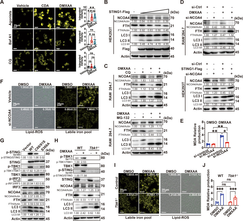 STING induces ferroptosis via NCOA4-mediated ferritinophagy is independent of TBK1.A FerroOrange (1 μM) staining for intracellular Fe2+ in RAW264.7 cells treated with indicated STING agonists in the presence or absence of Bafilomycin A1 (Baf A1, 50 nM) or Chloroquine (CQ, 10 μM) for 16 h. Typical changes in fluorescence are shown. The scale bar represents 20 μm. The integrated density in each group was indicated on the right panel. B Immunoblot analysis of the indicated proteins in HEK293T cells transfected with increasing concentration of STING1-Flag plasmid (0.25–1.50 μg). C Immunoblot analysis of the indicated proteins in RAW264.7 cells treated with 75 μg/mL DMXAA in the presence or absence of CQ (10 μM) or MG132 (1 μM) for 16 h. D Immunoblot analysis of the indicated proteins in RAW264.7 or HEK293T cells transfected with siNCOA4 (50 nM) and treated with 75 μg/mL DMXAA for 16 h or transfected with STING1-Flag plasmid (1.50 μg) for 24 h. E Relative production of MDA in RAW264.7 cells transfected with siNCOA4 (50 nM) for 36 h and treated with 75 μg/mL DMXAA for 16 h (n = 3 per group). F Live-cell fluorescence imaging of RAW264.7 cells transfected with siNCOA4 (50 nM) and treated with 75 μg/mL DMXAA for 16 h. The fold change of integrated density in each group was indicated in the upper-right corner. G Immunoblot analysis of the indicated proteins in HEK293T cells transfected with STING1 mutant plasmids (1.50 μg) for 24 h. H–J Immunoblot analysis of the indicated proteins (H), live-cell fluorescence imaging of labile iron pool or lipid ROS (I), and relative production of MDA (J) in Tbk1−/− RAW264.7 cells treated with 75 μg/mL DMXAA for 16 h (n = 3 per group). Scale bars are displayed in each image. The fluorescence of Liperfluo was registered using an inverted EVOS™ M5000 fluorescent microscope. The fluorescence of the labile iron pool was registered using Zeiss confocal laser scanning microscopy, and the fold change of integrated density in each group was indicated at the upper-right corner (A, F, and I). Data are shown as mean ± SD, and analysis by two-way ANOVA test (A, E, and J). *P < 0.05, **P < 0.005, ***P < 0.0005, ****P < 0.0001.
