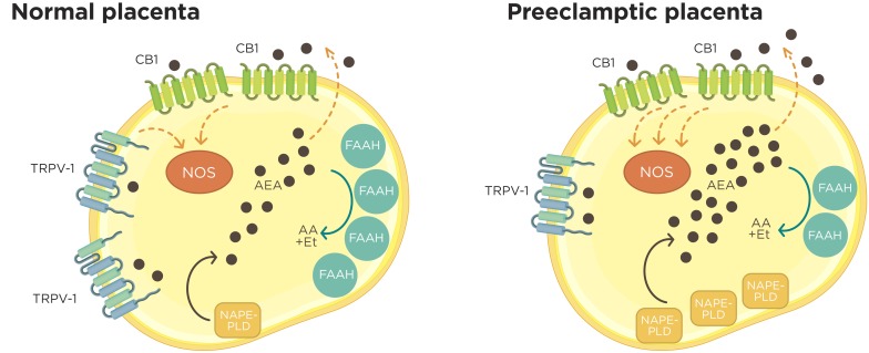 Croostalk between ECS and nitrergic system in normal and preeclamptic placentas. In normal placenta, synthesized AEA from membrane lipids by NAPE-PLD leave to the trophoblast by simple diffusion or by carrier proteins and interact with CB1 receptor. The activation of CB1 by AEA results in the activation of NOS activity. Higher FAAH expression and activity contributes to the maintenance of a low AEA “tone” degrading this lipid to arachidonic acid (AA) and ethanolamine (Et). Inside the trophoblast cells, AEA also could regulate NOS activity through TRPV1 receptor. On the other hand, in preeclamptic placentas, an increased NAPE-PLD expression associated with lower FAAH expression and activity encourage a raise in AEA “tone” that contributes to a higher NO production at least in part through CB1 receptor.