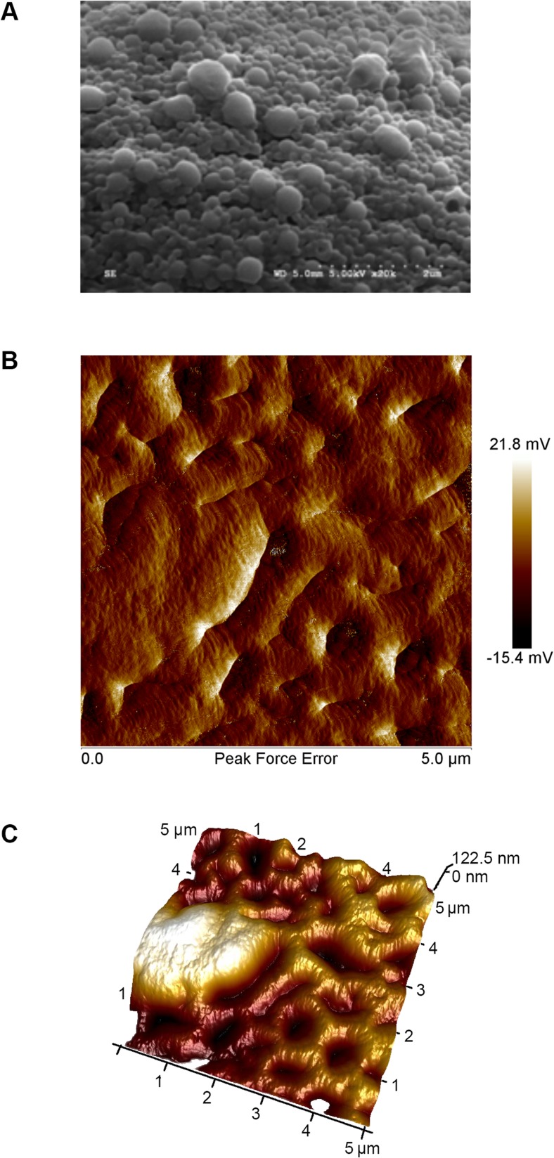SEM and AFM analysis of the NPs and composite. a SEM analysis confirms the formation of spherical NPs with an average diameter of 190 nm. The median and mean particle diameters were determined to be 184 and 196 nm, respectively, and the standard deviation is 6.03 nm. b, c The formulation exhibits a smooth texture and is uniformly embedded with the NPs