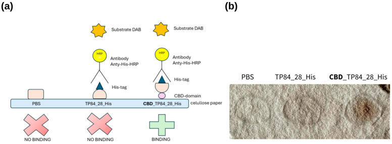 CBD_TP84_28_His interaction with cellulose paper: (a) scheme showing CBD binding to cellulose filter paper and His-Tag detection with anti-His-HRP antibody, which enables visualization of the reaction after colour development using 3,3′-diaminobenzidine (DAB). (b) Cellulose filter paper with spots: PBS buffer (control), TP84_28_His and CBD_TP84_28_His.
