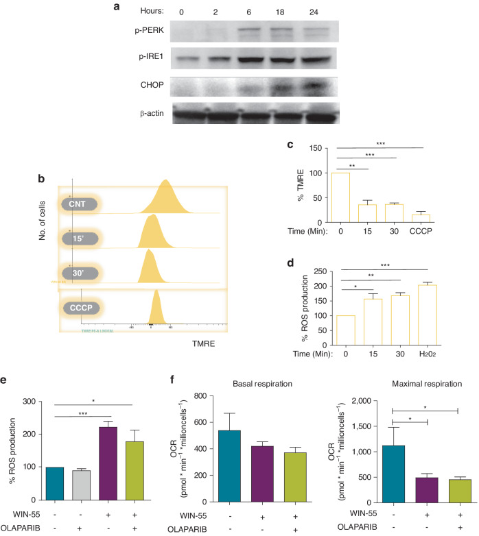 WIN-55 induces damage to endoplasmic reticulum and mitochondria.a Western blotting analysis of total protein fractions involved in the UPR. HL60 cells were incubated with 50 µM WIN-55 for the indicated time period. Data are provided as mean ± SD of n = 3. b Mitochondrial membrane potential of HL60 cells non-treated cells versus WIN-55 treated cells using FACS analysis. HL60 cells were incubated with 50 µM WIN-55 for the indicated time period. Non-treated and 50 µM WIN-55 treated HL60 cells (106 cells per assay at 15 and 30 min) were stained with tetramethylrhodamine, ethyl ester (TMRE). Carbonyl cyanide m-chlorophenyl hydrazine (CCCP), an inhibitor of mitochondrial oxidative phosphorylation, was used as a positive control for the loss of Δψm. Data are provided as mean ± SD of n = 4. c Mitochondrial membrane potential loss of non-treated versus WIN55-treated HL60 cells using Fluoroscan multiwell plate reader. Data are provided as mean ± SD of n = 3. d Intracellular reactive oxygen species (ROS) levels of non-treated versus WIN-55 treated cells using MitoSOX assay. HL60 cells were stained with 5 µM of the MitoSOX probe to detect mitochondrial superoxide using a fluorescence plate reader. H2O2 was used as a positive control for ROS production. Data are provided as mean ± SD of n = 3. e Intracellular reactive oxygen species (ROS) levels of HL60 cells non-treated versus WIN55-treated or Olaparib-treated alone or in combination using MitoSOX assay. HL60 cells were treated with 50 µM WIN-55 for 30 min, 10 µM Olaparib preincubated 1 h before WIN55 treatment, or both. Data are provided as mean ± SD of n = 4. f Oxygen consumption rate (OCR) values were measured in HL60 cells during sequential injection of oligomycin, CCCP, and Rot+Ama in HL60 cells after WIN-55 and/or Olaparib treatments using a Seahorse Analyzer. Basal and maximal respiration of cells were calculated. Data are provided as mean ± SD of n = 3. Statistically significant differences were determined by Student’s t tests: *p < 0.05, **p ≤ 0.005 and ***p ≤ 0.0005.
