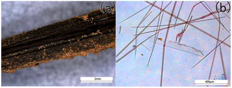 The microscopical pictures of the strip fiber (a) before chemical treatment, (b) after chemical treatment).