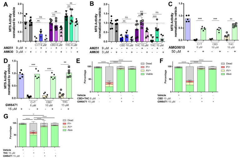 Cannabinoids mediate their effect through the TRPV1, CB1 and PPARα receptors in melanoma cells. A2058 melanoma cells were pre-treated with 9 µM of AM251 (CB1 antagonist) or 3 µM of AM630 (CB2 antagonist) prior to treatment with (A) 6 µM of CBD, THC or a 1:1 combination of both (CBD 6 µM and THC 6 µM; (C + T)), or (B) 10 µM of CBD, THC or 15 µM of THC for 24 h, followed by cell viability assessment using the MTS assay. Cells were treated with (C) 50 µM AMG9810 (TRPV1 antagonist) or with (D) 15 µM of GW6471 (PPARα antagonist) prior to treatment with 10 µM CBD, 15 µM THC or a 6 µM combination of CBD and THC (1:1), followed by MTS cell viability assessment or by (E–G) AnnexinV/PI co-staining (Dead: AnnexinV−/PI+, Alive: PI−/AnnexinV−). All experiments were performed in duplicates and at least 5 times. Data are presented as mean ± SD; ns = not significant; * = p < 0.05; ** = p < 0.01; *** = p < 0.001 and **** = p < 0.0001.