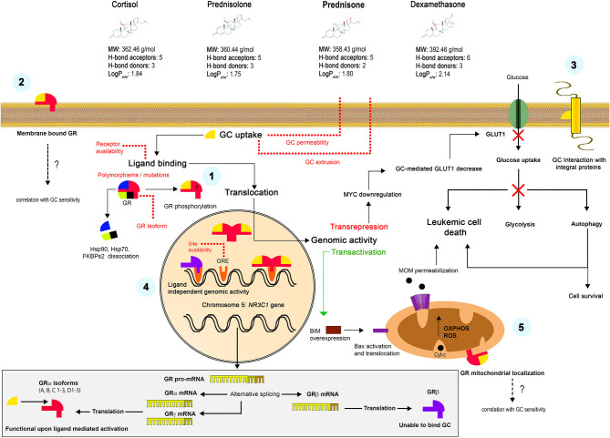 Mechanisms of the GC action. Liposoluble GCs freely diffuse through the plasma membrane. Classically, they bind to specific intracellular GRs (α or γ isoforms) with the formation of GC-GR complexes, their posterior translocation to the nucleus and interaction with the GRE, which results in a transactivation or transrepression genomic activity (1). Alternative non-genomic mechanisms were also proposed, including the interaction with surface receptors (2) or the GCs retention in the plasma membrane and the interaction with integral proteins (3). Unable to bind GC, but transcriptionally active β isoform constitutively resides in the nucleus and can alternatively regulate many genes (4). GC-GR complexes translocate to mitochondria and interact with the OMM proteins, causing non-genomic effects (5). The lower panel shows the formation of alternative GR isoforms. See Chapter 1 for more details.