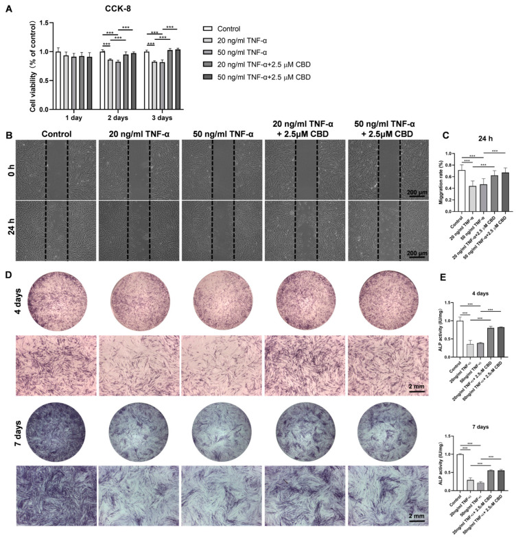 CBD abrogates the negative effect of TNF-α on DPSCs’ viability, migration, and osteogenic/odontogenic differentiation. (A) The effect of different concentrations of TNF-α and TNF-α + CBD on the cell viability of DPSCs. (B) Representative images of scratch wound closure assay showing DPSCs’ migration. (C) The average area migrated into the gap from time 0 to the indicated time points was analyzed and measured using Image J software. (D) Alkaline phosphatase staining at day 4 and 7. (E) Alkaline phosphatase activity at day 4 and 7. Significant effect of the treatment compared to the control group, *** p < 0.001.