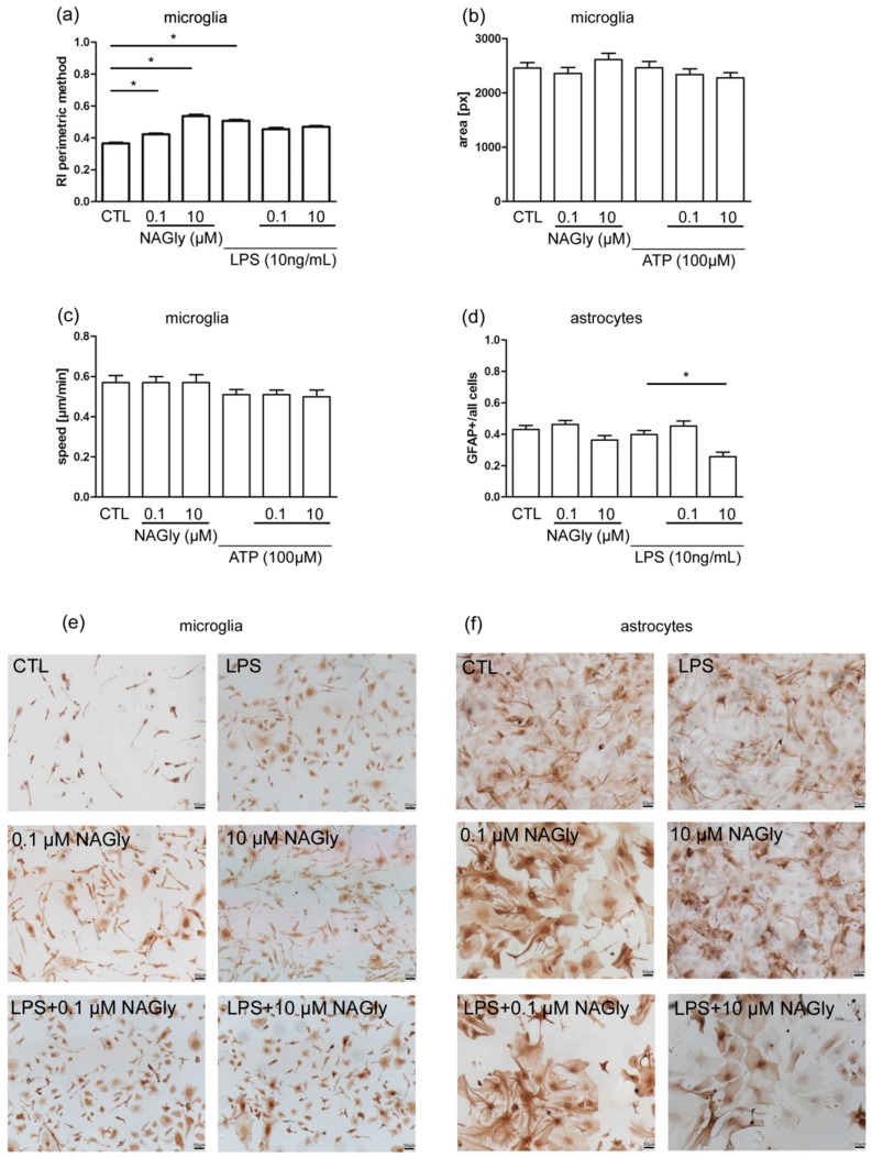 Mechanism behind NAGly mediated neuroprotection in primary microglia (a–c) and primary astrocytes (d). (a) Incubation with NAGly (1 µM; nNAGly0.1µM = 2281) in microglia led to a 15% significant increase in ramification index in comparison to control (nCTL = 2607). Higher concentration of NAGly (10 µM; nNAGly10µM = 1253) showed a stronger rise of 46%. After incubation with LPS (nLPS = 2021) in combination with NAGly (0.1 µM; nLPS+NAGly0.1µM = 1002, 10 µM, nLPS+NAGly10µM = 1628) no significant effects were observed. The ramification index is approximately 1 for amoeboid cells and tends to 0 for strongly ramified cells. (b) The area and (c) speed of primary wild type microglia cells were not altered after treatment with NAGly or ATP or both. The number of analyzed cells is the same for area and speed (nCTL = 112; nNAGly0.1µM = 114; nNAGly10µM = 105, nATP = 128; nATP+NAGly0.1µM = 122; nATP+NAGly10µM = 90). (d) NAGly (n0.1µM = 85; n10µM = 55) alone did not change the level of GFAP expression significantly versus CTL (nCTL = 87) in primary astrocytes. Treatment with LPS (10 ng/mL; nLPS = 65) alone did not increase the activation of astrocytes measured as GFAP index. GFAP index was defined as ratio of GFAP positive astrocytes to all astrocytes. Treatment with LPS and NAGly in low concentration (nLPS+NAGly0.1µM = 55) had no effect on the astrocytes activation. NAGly in high concentration (0.26 ± 0.03, nLPS+NAGly10µM = 35; p < 0.05 vs. LPS) significantly reduced the GFAP positive ratio in comparison to LPS alone. (e) Representative pictures of primary microglia stained with IB4. (f) Representative images of astrocytes stained with GFAP. Scale bar = 50 µm. The asterisk denotes significant results regarding the respective measurement indicated with the bar.