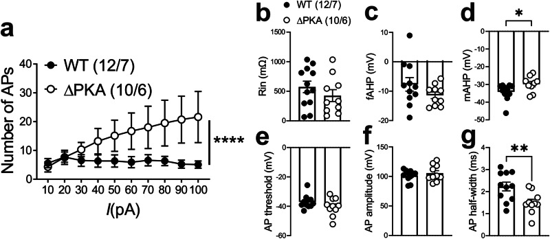 Genetic disruption of AKAP150-anchored PKA increased LHb intrinsic excitability.All recordings in this graph were performed with fast synaptic transmission blocked. a–g AP recordings in response to depolarizing current steps and corresponding measurements of Rin, fAHP, mAHP, AP threshold, AP amplitude and AP half-width in LHb neurons from WT (black filled symbols, n = 12 cells from 7 mice) and ΔPKA (black open symbols, n = 10 cells from 6 mice). 2-way ANOVA and two-tailed unpaired Student’s t test, *p < 0.05, *p < 0.01, ****p < 0.0001).