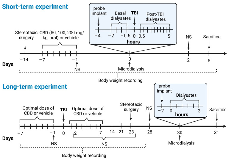 Timeline of the short- and long-term experimental design to determine the effects of oral administration of CBD on severe traumatic brain injury (TBI). Throughout the protocols, the body weight and sensorimotor function of the animals were registered. For the short-term experiment, a guide cannula was implanted in the cerebral cortex. Seven days after surgery, CBD or vehicle was administered every 24 h for 7 days. Twenty-four hours after the last CBD administration, a microdialysis experiment and TBI induction were performed. Five days after TBI, animals were sacrificed and perfused for histological analyses. For the long-term experiment, rats received the optimal dose of CBD or vehicle every 24 h for 7 days. TBI was induced 24 h after the last administration. One group received CBD treatment for an additional 7 days after TBI. On day 23 post-TBI, a guide cannula was implanted in the cerebral cortex, and microdialysis was performed 1 week later. Animals were sacrificed and perfused on day 31 post-TBI for histological analysis. The figure was created using BioRender.com.