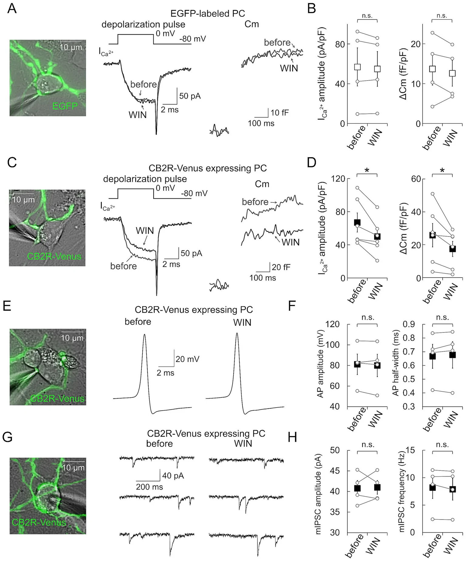 Panel A shows an EGFP-labeled Purkinje cell with electrical traces of calcium currents and membrane capacitance during control and WIN conditions. Panel B contains two box plots comparing Ica amplitude and delta Cm before and after WIN, showing no significant difference. Panel C depicts a CB2R-Venus Purkinje cell with traces similar to A, highlighting a reduction in both signals with WIN. Panel D presents corresponding box plots indicating significant decreases. Panel E shows a CB2R-Venus Purkinje cell with action potential traces before and after WIN. Panel F contains box plots for AP amplitude and half-width, showing no significant differences. Panel G presents traces of miniature inhibitory postsynaptic currents from a CB2R-Venus Purkinje cell in both conditions. Panel H shows box plots of mIPSC amplitude and frequency, also without significant differences.