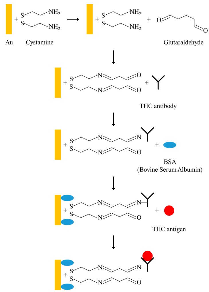 Schematic diagram for the integration of cystamine SAM, glutaraldehyde, THC antibody, and THC antigen in multilayers.