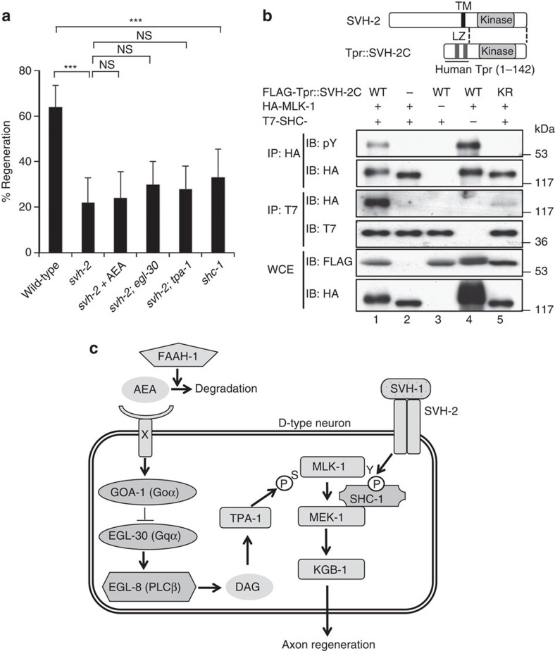 Relationship between SVH-2 receptor tyrosine kinase and MLK-1 in axon regeneration.(a) Percentages of axons that initiated regeneration 24 h after laser surgery. Young adult animals were treated with ethanol or AEA for 6 h after axotomy. At least 30 axons in each condition were assayed. Error bars indicate 95% confidence interval (CI). ***P<0.001 as determined by Fisher's exact test. NS, not significant. (b) Effect of SVH-2 on the interaction between MLK-1 and SHC-1. Schematic diagrams of SVH-2 and Tpr::SVH-2C are shown in the upper part. COS-7 cells were transfected with plasmids encoding FLAG-Tpr::SVH-2C (WT), FLAG-Tpr::SVH-2C(K767R) (KR), HA-MLK-1 and T7-SHC-1 as indicated. Whole-cell extracts and immunoprecipitated complexes obtained with anti-HA (IP: HA) or anti-T7 antibody (IP: T7) were analysed by immunoblotting. pY: anti-phospho-tyrosine antibody. LZ: leucine zipper. (c) Schematic model for regulation of the KGB-1 JNK pathway by AEA-GOA-1/EGL-30-TPA-1 and SVH-1-SVH-2 in axon regeneration.