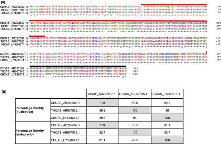 Sequence similarity between the Cannabis sativa cannabinoid synthase genes tetrahydrocannabinolic acid synthase (THCAS; GenBank acc. no. AB057805.1), cannabidiolic acid synthase (CBDAS: GenBank acc. no. AB292682.1) and cannabichromenic acid synthase (CBCAS; GenBank acc. no. LY658671.1). (a) Protein sequence alignments of THCAS, CBDAS and CBCAS were performed using Clustal Omega and protein domains were annotated using interproscan v.5.41‐78.0 (Sievers et al., 2011; Jones et al., 2014). The p‐cresol methylhydroxylase (PCMH)‐type flavin adenine dinucleotide (FAD)‐binding domain (residues 77–251, PrositeProfiles: PS51387, InterPro:IPR016166) and berberine and berberine‐like domain (residues 480–538 for THCAS and CBCAS, residues 479–537 for CBDAS, Pfam: PF08031, InterPro: IPR012951) are highlighted in red and black, respectively. The FAD‐binding domain (residues 81–214, Pfam: PF01565, IPR006094) is not shown. (b) THCAS is more similar to CBCAS than CBDAS at the nucleotide and amino acid levels. It is possible that the presence of CBCAS may lead to the production of THCA as a by‐product (McKernan et al., 2020).