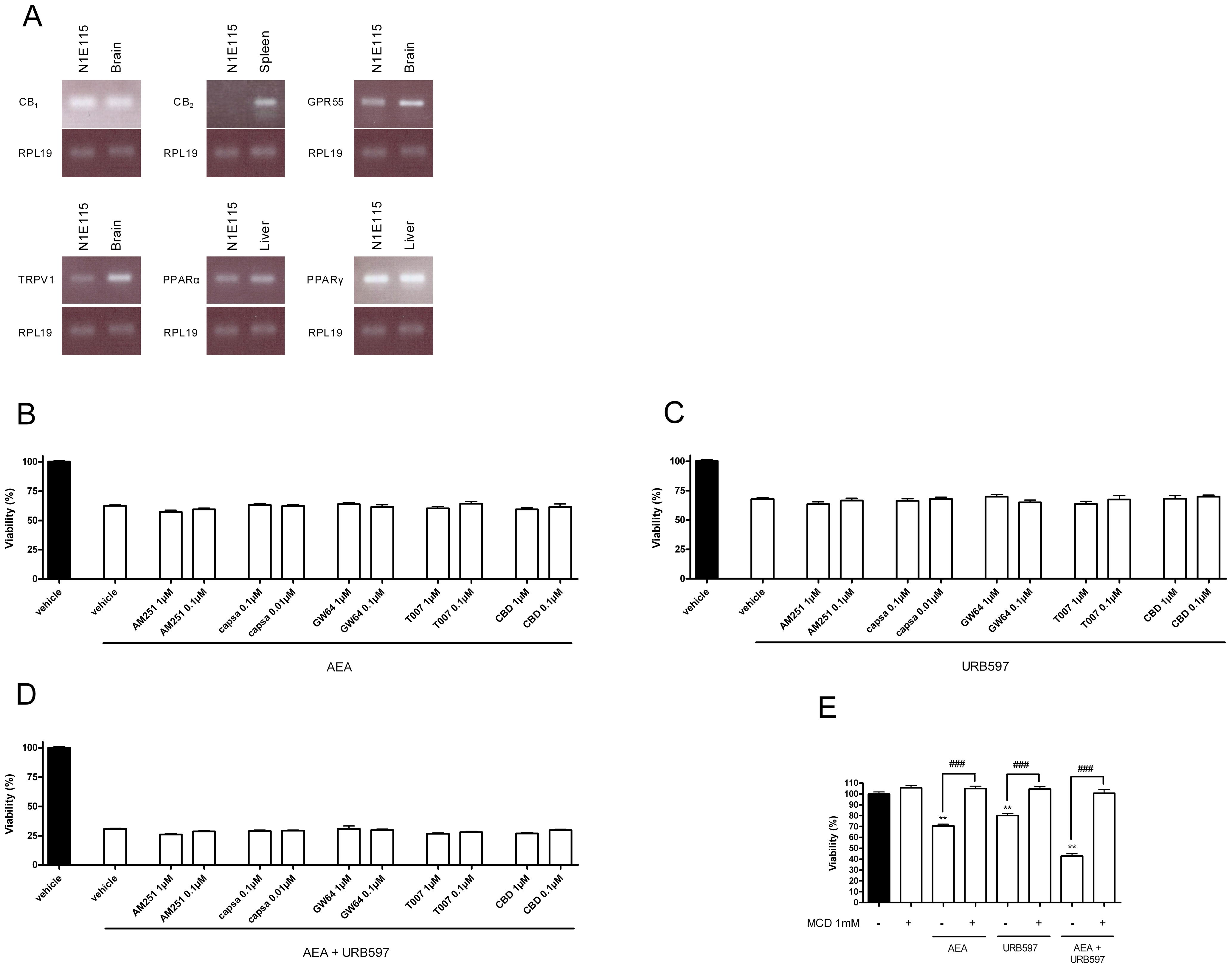Investigation of the potential N-acylethanolamine molecular targets in N1E-115 cells.N1E-115 cells express cannabinoid receptor CB1 but not CB2, G-protein coupled receptor GPR55, vanilloid receptor TRPV1 and nuclear receptors PPARα and PPARγ (A). Detection of mRNA was performed by RT-PCR using mouse brain, spleen and liver as control. The blots are representative of three. Cytotoxicity of AEA (10 µM) (B), URB597 (10 µM) (C) and AEA + URB597 (D) was not significantly affected by CB1 receptor antagonist (AM251 - 0.1 and 1 µM), TRPV1 receptor antagonist (capsazepine - 10 and 100 nM), PPAR's receptor antagonists (GW6471 and T0070907 - 0.1 and 1 µM) and GPR55 receptor antagonist (cannabidiol, CBD - 0.1 and 1 µM). N1E-115 cells were seeded 5h before treatment (2000 cells/well in microwells) and incubated with AEA alone (10 µM), URB597 alone (10 µM) and combinations of these two molecules. Antagonists were added 1h prior to the addition of AEA and/or URB597. A MTT test was used to evaluate the percentage of viable cells remaining after 72h. Data are the mean of three experiments performed in triplicate and are expressed as percentage of the vehicle control. Disruption of lipid rafts inhibits AEA and URB597 mediated effects on N1E-115 cell viability (E). Cells were preincubated with methyl-β-cyclodextrin (MCD, 1mM) for 1h prior to the addition of 20 µM of AEA and/or URB597. Cell viability after 72h was assessed with a MTT test. Methyl-β-cyclodextrin had no effect by itself. Data are the mean of three experiments performed in triplicate and are expressed as percentage of the vehicle control. Significantly different (**P<0.01) from vehicle incubation. Significantly different (###P<0.001) from incubation without MCD.