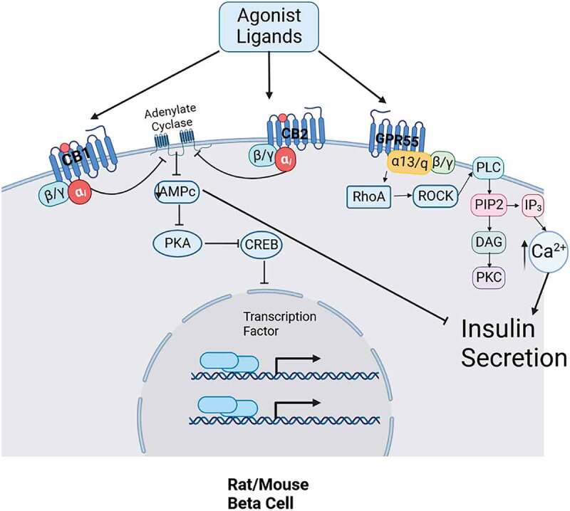 Schematic representation of a pancreatic beta-cell with cannabinoid receptors CB1, CB2 and GPR55, their signaling cascade with implications in insulin secretion.