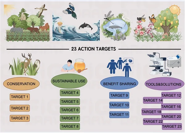 Structure of the Kunming–Montreal Global Biodiversity Framework (KMGBF). Illustrating the 23 action targets (in sectors: Conservation, sustainable use, benefit‐sharing, and tools & solutions).
