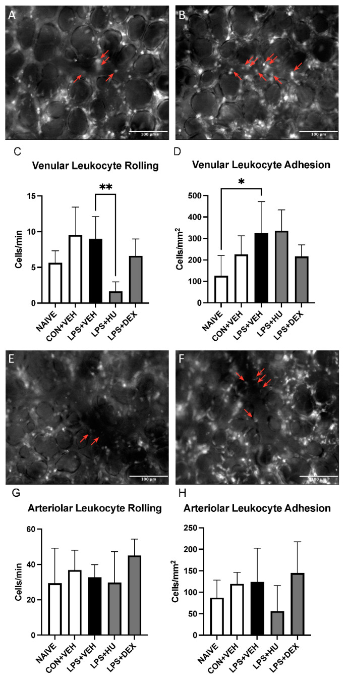 Impact of LPS and treatment on leukocyte activation in pulmonary venules and arterioles. Representative images of pulmonary venules in (A) con + veh mice and (B) LPS + veh mice. Analysis of leukocyte (C) rolling and (D) adhesion in pulmonary venules. Representative images of pulmonary arterioles in (E) con + veh mice and (F) LPS + veh mice. Analysis of leukocyte (G) rolling and (H) adhesion in pulmonary arterioles. Red arrows denote adherent leukocytes. Data are expressed as mean ± SD. Statistically significant differences were determined via one-way ANOVA with Dunnett’s multiple comparisons test and are depicted as * p ≤ 0.05, ** p ≤ 0.01.