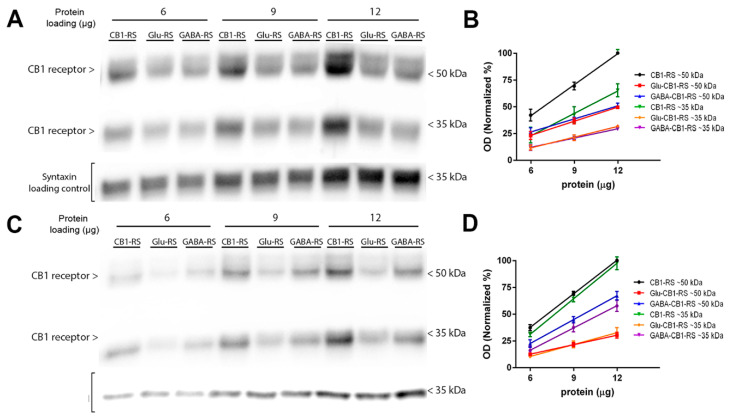 CB1 receptor protein levels in synaptosomes obtained from frontal cortical and hippocampal tissue of Glu-CB1-RS, GABA-CB1-RS, and CB1-RS mice. Representative Western blots carried out by immunoblotting increasing amounts of frontal cortical (A) and hippocampal (C) synaptosomes (6, 9 or 12 µg/line). CB1-Immunogenes antibody was used for detecting CB1 receptor protein, and anti-syntaxin antibody was used as a loading control. The molecular weights depicted correspond to the signal of the standard markers. (B). Regression analysis of curves generated by optical density (OD) values of the immunoreactive signals of CB1 receptor from frontal cortical synaptosome membranes. ~50 kDa: CB1-RS: y = 9.64x − 16.34, r2 = 0.99. Glu-CB1-RS: y = 4.39x − 3.08, r2 = 0.99. GABA-CB1-RS: y = 4.41x − 1.81, r2 = 0.99. ~35 kDa: CB1-RS: y = 6.79x − 22.23, r2 = 0.98. Glu-CB1-RS: y = 3.33x − 8.41, r2 = 0.99. GABA-CB1-RS: y = 2.88x − 5.20, r2 = 0.99. (D). Regression analysis of curves generated by optical density (OD) values of the immunoreactive signals of CB1 receptor from hippocampal synaptosome membranes. ~50 kDa: CB1-RS: y = 10.52x − 26.04; r2 = 0.99; Glu-CB1-RS: y = 2.97x − 5.87; r2 = 0.99. GABA-CB1-RS: y = 7.48x − 22.97, r2 = 0.99. ~35 kDa: CB1-RS: y = 11.13x − 36.19; r2 = 0.99. Glu-CB1-RS: y = 3.72x − 12.54; r2 = 0.99. GABA-CB1-RS: y = 6.97x − 26.17; r2 = 0.99. Analysis of the CB1 receptor protein expression by the slope comparison method in frontal cortical an in hippocampal synaptosomes is shown in the Supplementary Table S6.