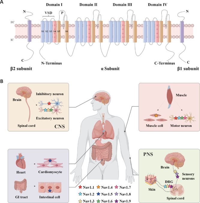 Structure and distribution of voltage-gated sodium channels.(A) Topology of the eukaryotic Nav channel. The channel consists of a central α subunit, which includes four homologous domains (domains I–IV), each containing six transmembrane segments. The fourth transmembrane segment (pink) acts as a voltage sensor because of its positive charge. The loops between the fifth and sixth transmembrane segments (orange) form the ion-selective pore. The β subunits (β1 and β2) are auxiliary subunits that modulate channel function and localization. (B) The distribution of different Nav channel subtypes in the human body. Nav channels demonstrate tissue-specific expression, with distinct isoforms (Nav1.1–Nav1.9) found in various systems. CNS: Central nervous system; DRG: dorsal root ganglion; EC: extracellular; GI: gastrointestinal; IC: intracellular; PNS: peripheral nervous system; VSD: voltage-sensing domain.
