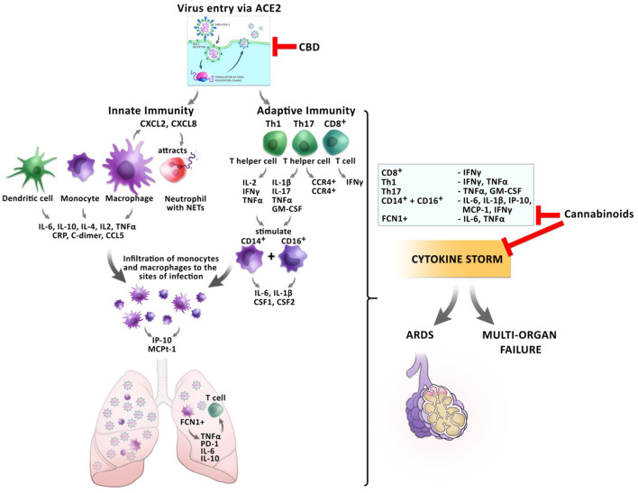 Impact of cannabinoids on inflammatory responses during a SARS-CoV2 infection. The entry of the virus via ACE2 can be inhibited by CBD, reducing the virus load inside the cells. Infection with the virus triggers a cascade of inflammatory responses of the innate and adaptive immunity. Monocytes and macrophages secrete cytokines and chemokines. Activated macrophages secrete CXCL2 and CXCL8 which attract neutrophils, which release NETs to the site of infection. Infiltrating FCN1+ macrophages secrete IL-6, IL-10, and TNFα in the lung, which leads to T cell apoptosis. CD8+ T cells secrete IFNγ and TNFα. T helper cells Th1 and Th17 stimulate CD14+ and CD16+ monocytes to secrete IL-6, IL-1β, and CSF1 and CSF2. This leads to the development of the cytokine storm, which might culminate in ARDS or multi-organ failure. Cannabinoids have the potential to inhibit the secretion of several pro-inflammatory cytokines resulting in prevention of CRS.