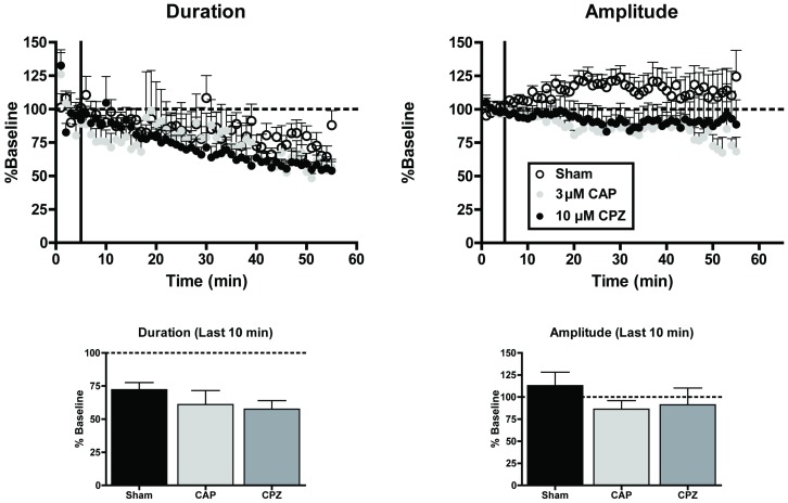 Modulation of TRPV1 receptor function does not alter up-states.Top graphs: time course of measures of up-state duration and amplitude in cultures treated with sham conditions, the TRPV1 agonist capsaicin (CAP; 3 µM), or the TRPV1 antagonist capsazepine (CPZ; 10 µM). Bottom graphs: summary data from the three treatment conditions binned over the last 10 min and normalized to their respective baselines. Bars represent mean ± SEM.