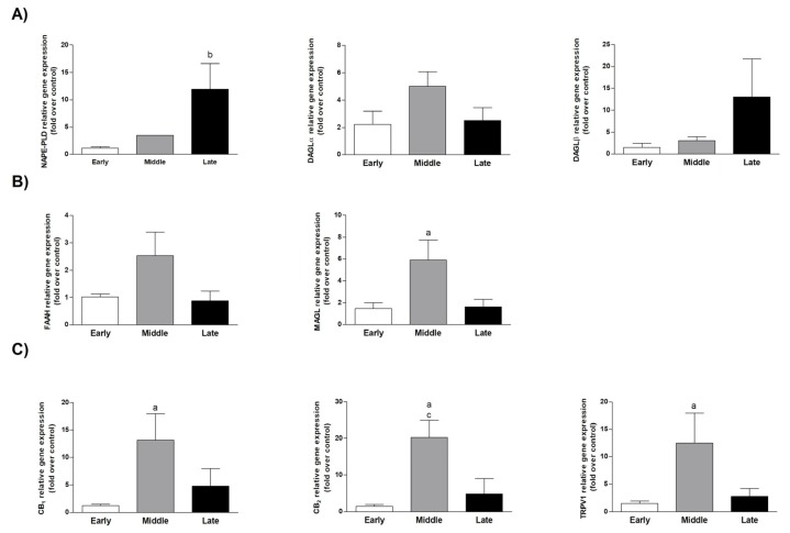 Endocannabinoid system (ECS) gene expression modulation in amniotic epithelial cells (AEC) collected at different stages of gestation. Real-time qPCR gene expression analyses of enzymes involved in the anandamide (AEA) and 2-arachidonoylglycerol (2-AG). (A) Synthesis (N-acylphosphatidyl ethanolamine (NAPE)-specific phospholipase D (NAPE-PLD), diacylglycerol-lipases α and β (DAGLα/β), (B) degradation (fatty acid amide hydrolase, FAAH), monoacylglycerol lipase (MAGL)), and (C) receptors (cannabinoid receptor (CB)1, CB2, transient receptor potential vanilloid 1 (TRPV1)). Each analysis was performed using AEC isolated at different stages of fetal development. Relative quantification was performed using the ΔΔCt method. GAPDH was used as housekeeping gene quantification. Data are the mean ± SD obtained from at least n = 3 independent experiments performed using two different fetuses (a middle vs. early; b late vs. early; c middle vs. late).