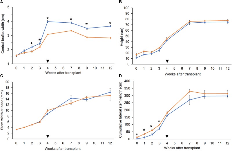 Growth parameters. Comparison of growth metrics in diploid (orange, n = 10) and tetraploid (blue, n = 9) C. sativa strain 2 plants. 5-week-old rooted clones were transplanted at week 0. Plants were moved to the flowering room at week 4 (arrowhead). Flowering lights were applied in week 5. (A) Width of the central leaflet in mature fan leaves. (B) Plant height from soil to highest meristem. (C) Diameter of the stem at 1 inch above the soil. (D) Sum of the length of all lateral stems. Data are means ± standard error. Asterisks indicate significant differences (Student’s t-test, p < 0.05).