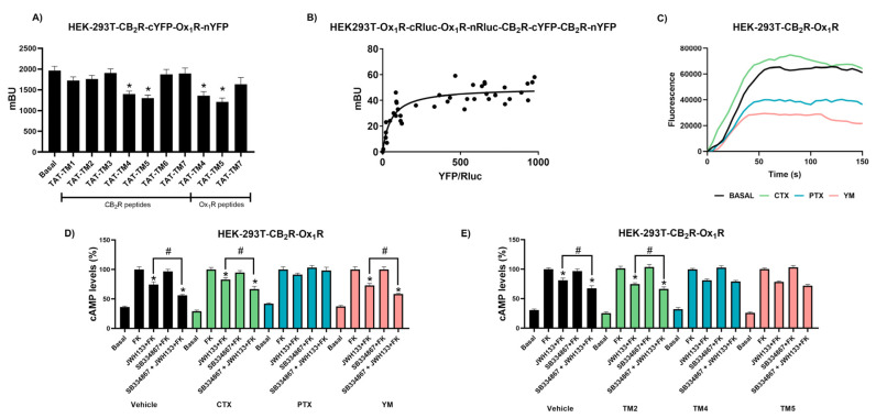 Transmembrane domains involved in the OX1R-CB2R interaction. (A) Bimolecular complementation experiments were determined in HEK-293T cells coexpressing OX1R-nYFP (1.5 µg) and CB2R-cYFP (1.5 µg) and treated for 4 h with interfering peptides having sequences with homologies to transmembrane (TM) domains (0.4 μM). Values represent the mean ± SEM of eight independent experiments. A statistical analysis was performed using a one-way ANOVA followed by Bonferroni’s post hoc test (* p < 0.05 versus basal condition). (B) BRET assays were determined in cells expressing a constant amount of cDNA for OX1R-cRluc (1.5 µg) and OX1R-nRluc (1.5 µg) and increasing amounts of cDNA for CB2R-cYFP (0.3–2.5 µg) and CB2R-nYFP (0.3–2.5 µg). (C) HEK-293T cells expressing CB2R, OX1R and the engineered calcium sensor, GCaMP6 (1 μg) were incubated overnight with vehicle or pertussis toxin (PTX; 10 ng/mL), or for 2 h with cholera toxin (CTX; 100 ng/mL) or YM254890 (YM; 100 ng/mL) and exposed to orexin-A (100 nM). Cytosolic calcium readings were collected, and data from a representative experiment are shown. (D) HEK-293T cells expressing the receptors were incubated overnight with vehicle or pertussis toxin (PTX; 10 ng/mL), or for 2 h with cholera toxin (CTX; 100 ng/mL) or YM254890 (YM; 100 ng/mL) and exposed to JWH133 (100 nM), SB334867 (1 μM) or both in the presence of forskolin (0.5 μM). (E) Cells coexpressing cDNAs for OX1R (1.5 µg) and CB2R (1.5 µg) were preincubated for 4 h with interfering peptides (0.4 µM), pretreated with CB2R antagonist (SB334867 1 µM) for 15 min and then treated for 15 min with the selective CB2R agonist, JWH133 (100 nM), in the presence of forskolin before determining cAMP levels. A statistical analysis was performed using a one-way ANOVA followed by Bonferroni’s post hoc test. * p < 0.05 versus forskolin treatment # p < 0.05 versus JWH133 + FK condition. Values are the mean ± S.E.M. of five different experiments performed in triplicates. Values are expressed as percentage of cAMP accumulation provoked by forskolin (FK) (n = 3, in triplicates). One-way ANOVA followed by Bonferroni’s multiple comparison tests was used for statistical analysis * p < 0.05 # p < 0.05 versus JWH133 + FK condition.