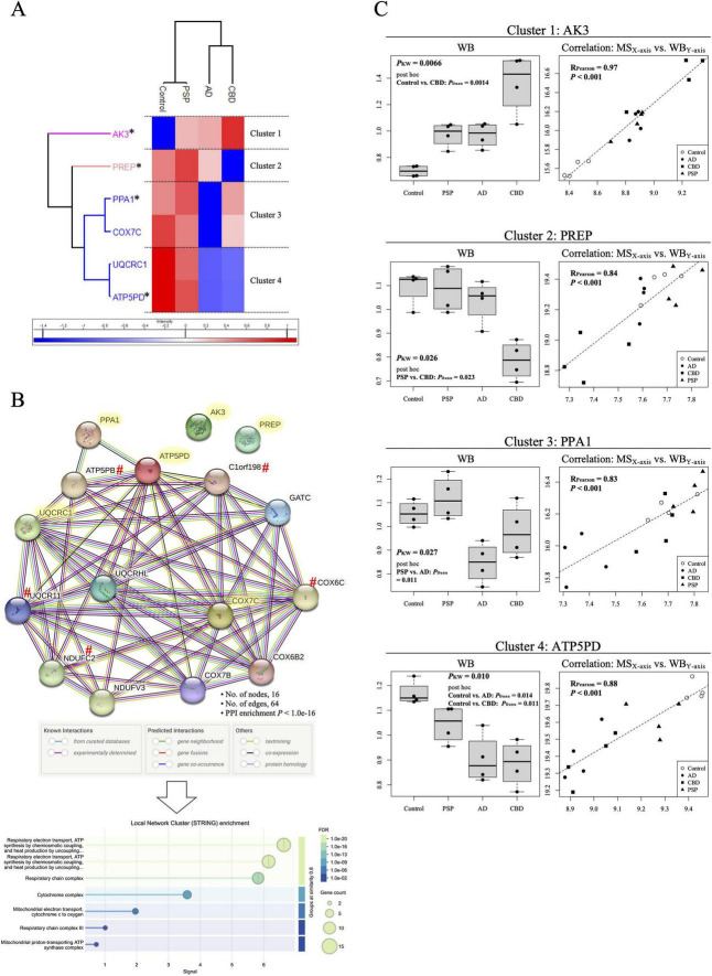 Panel A shows a clustered heatmap of protein expression with four distinct clusters across Control, PSP, AD, and CBD groups; representative proteins selected for WB validation are highlighted with asterisks. Panel B displays a STRING network diagram of protein-protein interactions among mitochondrial proteins, with node and edge details, and a corresponding bar chart showing local network functional enrichment mainly in mitochondrial and respiratory processes. Panel C presents box plots and scatter plots for AK3, PREP, PPA1, and ATP5PD, comparing protein expression across groups and showing strong positive correlations between two analysis methods, with key p-values and correlation coefficients annotated.