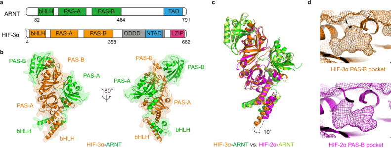 Crystal structure of the HIF-3α-ARNT heterodimer in apo form.a Schematic representation showing the domain arrangements of ARNT and HIF-3α. bHLH basic helix-loop-helix, PAS PER-ARNT-SIM, ODDD oxygen-dependent degradation domain, TAD transactivation domain, LZIP leucine zipper. b Overall structure of the HIF-3α-ARNT heterodimer in two views with all domains labelled. HIF-3α and ARNT are colored in orange and green, respectively. c Structure superimposition of HIF-3α-ARNT and HIF-2α-ARNT. d The shape of empty PAS-B cavities of HIF-3α (orange) and HIF-2α (magenta) shown in mesh.