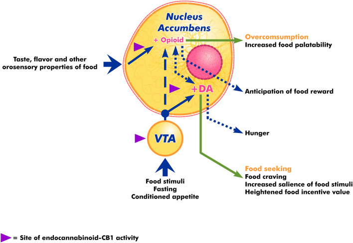 eCB directly mediates DA-regulated appetizing and food motivation in the NA and VTA