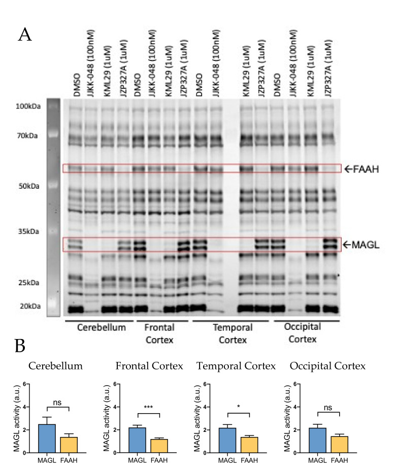 Competitive gel-based ABPP reveals MAGL and FAAH activity in rat cerebellum and cortex. (A) Cerebellar and frontal, temporal and occipital cortexes proteomes were incubated for 1 h with vehicle (DMSO), MAGL inhibitors JJKK-048 (100 nM) and KML29 (1 μM) and FAAH inhibitor JZP327A (1 μM), and then labeled with the fluorescent probe TAMRA-FP, as indicated in Materials and Methods. FAAH and MAGL were identified based on selective inhibition and their expected molecular weights. Both MAGL and FAAH activities were high in the cerebellum and cortex. (B) Histograms showing the basal activity of MAGL and FAAH in the cerebellum and frontal, temporal and occipital cortexes. Basal MAGL activity was ~2-fold higher compared to that of FAAH in frontal and temporal cortexes. In contrast, MAGL and FAAH activities were not found statistically different in samples of the cerebellum and occipital cortex. Unpaired t-test, * p < 0.05, *** p < 0.001, ns = nonsignificant, n = 10.