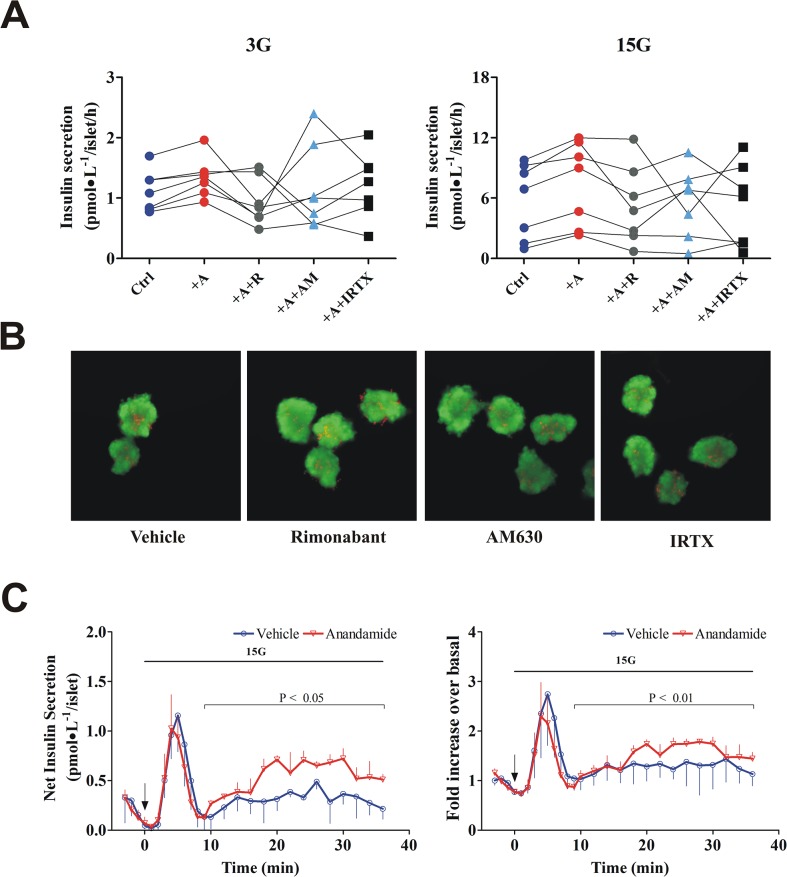 Physiological concentrations of anandamide enhance in vitro insulin secretion.(A) In islets from control-diet dogs (n = 7), anandamide significantly increased basal insulin secretion at 3 mmol/L glucose (3G) and GSIS at 15 mmol/L glucose (15G). Islets were incubated for 1 h with either anandamide (10 nmol/L) or cannabinoid receptor antagonists (100 nmol/L), as indicated. CB1R, CB2R, and TRPV1 antagonists rimonabant (R), AM630, and iodoresiniferatoxin (IRTX), respectively, were added prior to stimulation with high glucose and anandamide. Plots indicate the mean of 3–9 replicates for each dog. (B) When tested alone, none of the antagonist drugs had effect on islet viability compared with vehicle (n = 3). Total magnification: 100X. (C) Islets were continuously perifused with glucose 3 mmol/L and challenged with 15 mmol/L glucose (15G) from t = 0, as shown with the horizontal bar, in presence (n = 3) or absence (n = 3) of anandamide (10 nmol/L). Anandamide perifusion started concomitant with 15G, as indicated by the arrow. Plots of perifusion experiments represent means; bars represent S.E.M. P value represent the difference in overall profile between treatment and control during the second phase (t = 9–36 min). Analysis was performed using mixed-model linear regression to account for repeated measures.