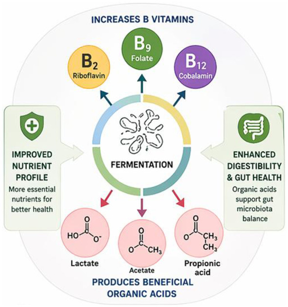 Infographic illustrates fermentation’s benefits, showing it increases B vitamins—B2 riboflavin, B9 folate, and B12 cobalamin—improves nutrient profile, enhances gut health, and produces beneficial organic acids: lactate, acetate, and propionic acid.