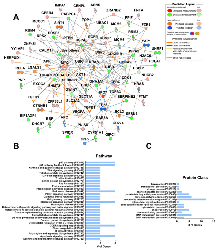 Gene expression changes in breast cancer cells (EVSA-T) treated with THC. (A). Cells were treated with 3 µM or 5 µM THC for 8 h or 24 h. Genes which were modified irrespective of time or concentration are shown (Series GSE8502 n = 4). Gene expression was assayed using Spanish National Cancer Research Center (CNIO) Oncochip containing 6386 genes. IPA (Qiagen) was used to create a network of known interactions between the differentially expressed genes. (B). Functional gene ontology classification of genes shown in (A) according to their gene ontology “Pathway” or (C) “Protein class” terms (pantherdb.org). # = number.