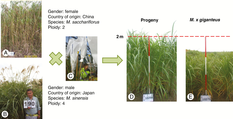 An example of an F1 wide cross between Chinese diploid M. sacchariflorus and Japanese tetraploid M. sinensis both collected in 2006. The female (A) and male (B) parents were crossed in the glasshouse (C) and produced progeny which were planted in a replicated trial (3 × 2 m per plot and two plants per m2) in May 2012 incorporating M. × giganteus as control. Both the progeny (D) and M. × giganteus (E) were photographed in October 2012.