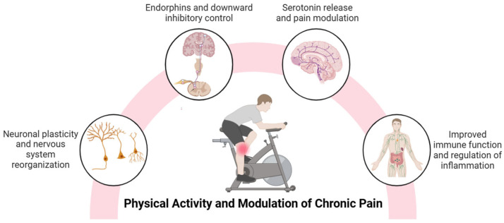A summary of the benefits of physical activity in the modulation of chronic pain.