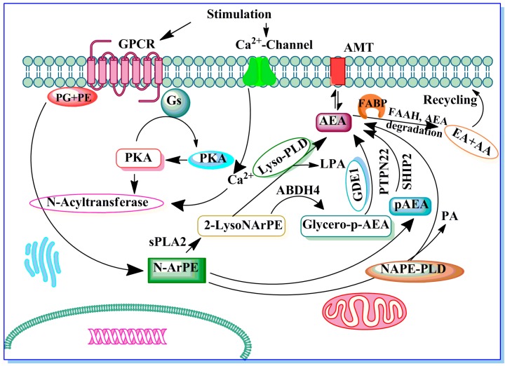 The potential enzymes involved in anandamide (AEA) biosynthesis. Stimulation of G-protein coupled receptor (GPCR) mediated adenylate cyclase and cAMP-dependent protein kinase (protein kinase A, PKA) potentiate N-acyltransferase (Ca2+-dependent transacylase) (NAT). A fatty arachidonic acid chain is transferred by NAT from the sn-1 position of phospholipids (phosphoglycerides, PG) to the primary amine of phosphatidylethanolamine (PE) in a Ca2+-dependent manner, forming an N-arachidonyl phosphatidylethanolamine (N-ArPE). This N-ArPE intermediate is then hydrolyzed by a phospholipase D (PLD)-like enzyme to generate AEA. In addition, potential alternative pathways for AEA formation from N-ArPE through 2-lysoNArPE and pAEA catalysed by sPLA2, lyso-PLD, ABDH4, GDE1 or PTPN22 and SHIP2 are shown (see text for details). Once synthesized, AEA can be metabolized into ethanolamine (EA) and arachidonic acid (AA) or transported to the outside of the cell through a process that has not yet been well characterized. Fatty acid binding proteins (FABPs) serve as intracellular carrier of AEA and play an important role in the AEA degradation by FAAH. EMT, ECmembrane transporter.