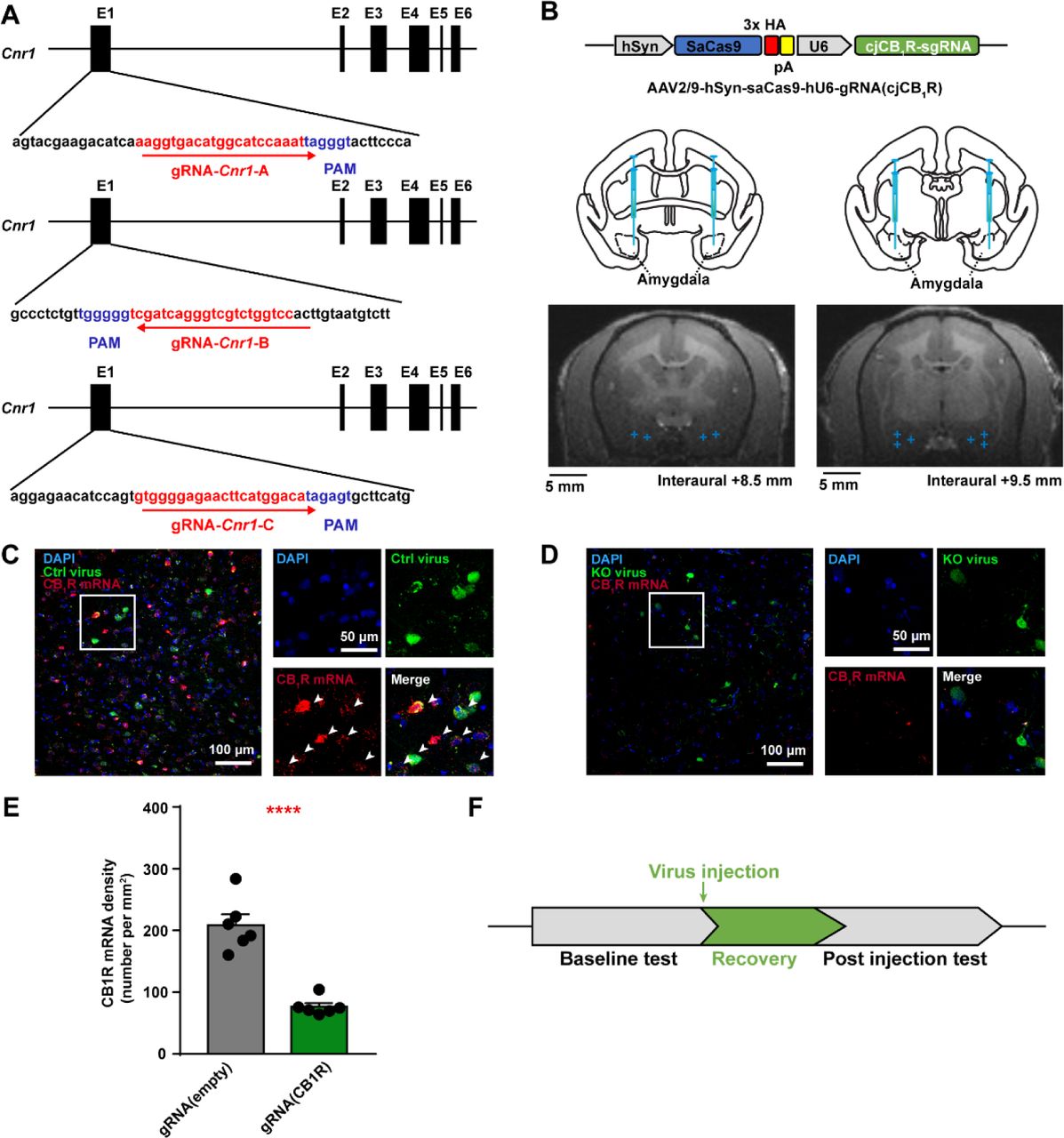 Construction, injection, and validation of AAV-mediated SaCas9 viruses in amygdala of adult marmosets.A, Targeting sites of gRNA for marmoset Cnr1 gene (red). PAM sequences are indicated in blue. B, Top, schematic of KO virus; Middle, atlas of marmoset brain with injection sites in amygdala; Bottom, examples of MRI images with amygdala injection sites (indicated with blue cross). C, D, Left, RNAscope staining of CB1R mRNA (indicated by white arrows) in the amygdala of control (C) and KO (D) marmoset; Right, magnified view of rectangle on left. Scale bar, 100 μm (left); 50 μm (right). E, Density of CB1R mRNA-expressing cells in amygdala. n = 6 slices, two-tailed unpaired t-test, t(10) = 7.209, P < 0.0001. F, Workflow of experiments. **** P < 0.0001; data are mean ± SEM.Figure 1-figure supplement 1 was related. Source data were provided in figure 1-source data 1 and 2.