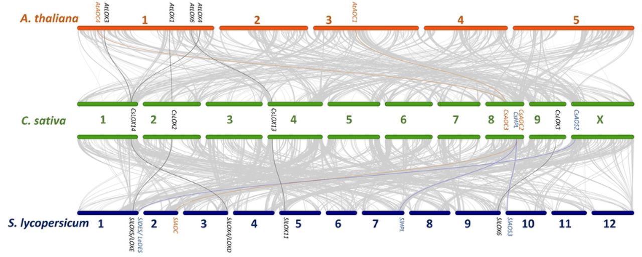 Oxylipin biosynthetic gene collinearity between A. thaliana, C. sativa, and S. lycopersicum. The grey lines represent collinear genetic blocks between the genomes of A. thaliana and C. sativa and between C. sativa and S. lycospersicum. Bars represent chromosomes and the black, blue, and orange lines represent the collinear pairs of LOX, CYP74, and AOC gene families, respectively.