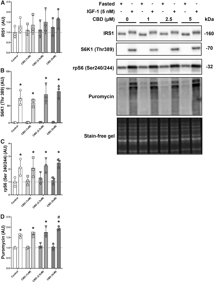 CBD and anabolic signaling in a fasted state and after IGF-1 treatment. Protein levels of IRS1 (A), phosphorylated S6K1 (Thr389) (B), phosphorylated rpS6 (Ser240/244) (C), and puromycin (D) with increasing dosages of CBD (1–5 μM) in C2C12 myotubes in a fasted condition on PBS +2% horse serum or after 30 min on DM + IGF-1 (5 nM). *p-Value <0.05 compared with the fasted control, #p-value <0.05 compared with the IGF-1 control condition. n=3 biological replicates. CBD, cannabidiol; DM, differentiation media.
