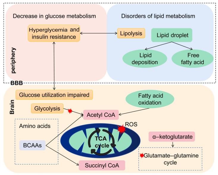 Possible mechanisms of peripheral and central metabolism alteration in AD.
