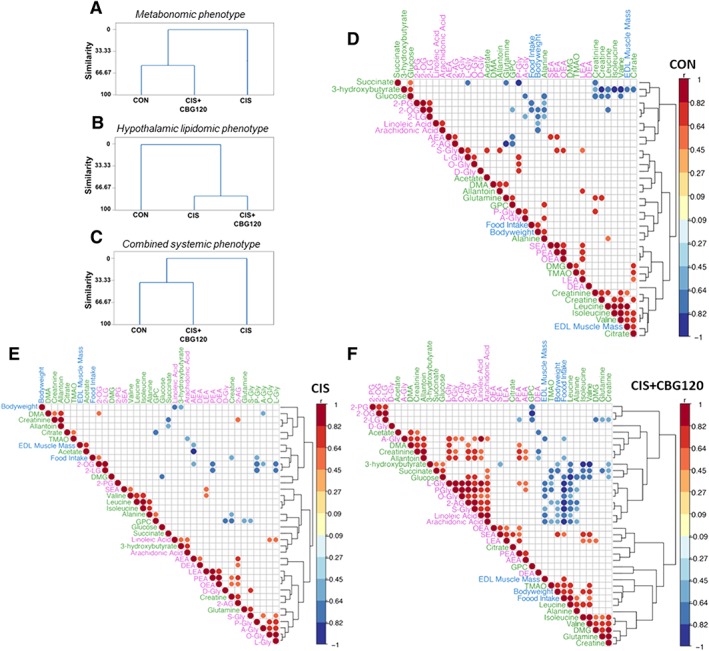 Cannabigerol has a prohomeostatic effect on systemic cachectic phenotype. cluster analyses of metabolite and lipid concentrations between three treatment groups for metabonomic phenotype (A), hypothalamic lipidomic phenotype (B) and combined systemic phenotype comprising all plasma metabolites, plasma lipoamines and main outcome measures of bodyweight, food intake, and EDL muscle mass (C). Dendrograms were produced using the single‐linkage method and Euclidean distance measure. The similarity level at any step is the percentage of the minimum distance at that step relative to the maximum inter‐observation distance in the data. Correlograms of all significant Spearman's rho correlations between all individual metabolites, lipoamines and outcome measures comprising the combined systemic phenotype, for animals in CON (D), CIS (E), and CIS + CBG120 (F) groups. Colour intensity and size of circles are proportional to correlation coefficients.