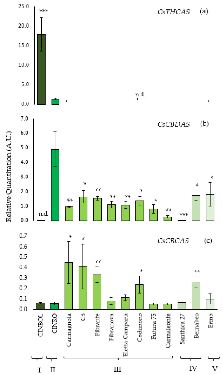 Relative Quantitation (R.Q.) of CsTHCAS (a), CsCBDAS (b), CsCBCAS (c) transcriptional levels in monoecious or female inflorescences. Y axis reports R.Q. expressed in Arbitrary Units (A.U.). Bars represent the standard errors of the mean of three biological replicates (n = 3). No detectable transcription levels are indicated as n.d. Below, for each genotype the corresponding chemotype is indicated (from I to V). Asterisks indicate Student’s t-test statistically significant differences: * p < 0.05; ** p < 0.01 and *** p < 0.001.