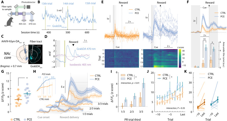 Cue- and reward-evoked NAc dopamine release events during food PR responding.(A) Schematic representation of fiber photometry equipment consisting of dopamine-reporting 470-nm-stimulated and artifact-reporting 405-nm-stimulated light signals. (B) Raw 470-nm-stimulated stream signal illustrating spontaneous and cue-aligned NAc dopamine transients during PR responding. Yellow bars represent cue presentation. (C) Confocal and schematic image showing unilateral injection of the GrabDA2m sensor and fiber tract aimed at the NAc core. Scale bar, 200 μm. (D) Representative peri-stimulus time histogram (PSTH) depicting raw GrabDA2m (470 nm) and isosbestic (405 nm) fluctuations time-locked to cue presentation (yellow bar) and reward delivery. Gray shaded area shows baseline period used for z scoring. (E) Representative heatmap and trial-by-trial dopamine transients during PR responding. Shaded areas (0 to 2 s relative to cue onset) correspond to the time of cue presentation. (F) (top) Group-averaged NAc dopamine transients during PR responding. (bottom) Pre-, cue-, and reward-associated dopamine amplitudes (AUC) in control and PCE rats (two-way RM ANOVA; treatmentF1,22 = 5.60 and P = 0.027; eventF2,44 = 17.12 and P < 0.001; interactionF2,44 = 5.09 and P = 0.010; followed by Bonferroni’s post hoc; **P = 0.009). (G) Cue-associated (0 to 2 s relative to cue onset) GrabDA2m peak z score values (t22 = 2.70 and *P = 0.013) during PR. (H and I) Group-averaged GrabDA2m transients on each PR third. (inset) Representative cumulative responding plot illustrating separation of early (1/3), mid (2/3), and late (3/3) PR sections based on each animal’s total number of completed trials. (J and K) Cue-associated peak GrabDA2m (z scores) values from the last 10 completed PR trials (two-way RM ANOVA; treatmentF1,22 = 4.97 and *P = 0.037; trialF10,220 = 2.77 and P = 0.003; interactionF10,220 = 1.11 and P = 0.35). Vertical lines represent SEM values. For all panels, nCTRL = 12 and nPCE = 12.